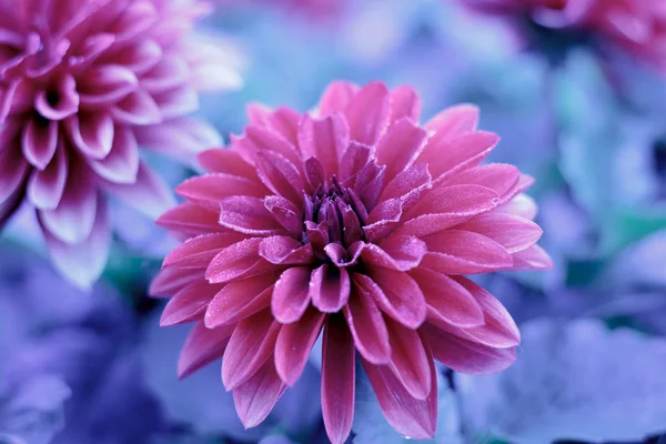 Flores de invierno cubiertas con hielo frío delgado. —  Fotos de Stock