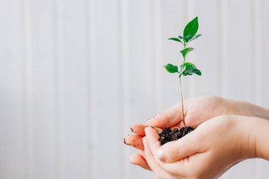 Yeşil bitkiden küçük filiz tutan eller
