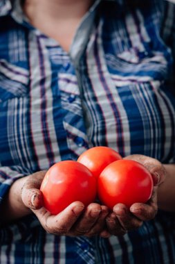 Çiftçi tutarak taze olgun kırmızı domates eller.