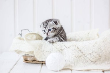 Sepette oturan sevimli kedi yavrusu..