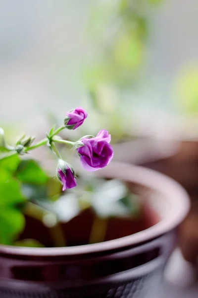 Квітка пурпурового герані — стокове фото
