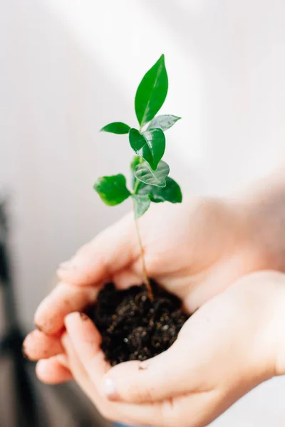 Plant in hands — Stock Photo, Image