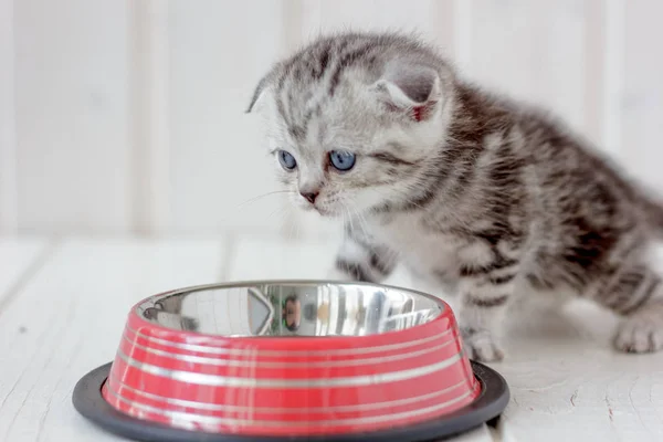 Vacker grå kattunge nära tom cat skålen. — Stockfoto