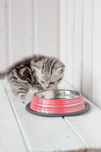 Vacker grå kattunge nära tom cat skålen. — Stockfoto