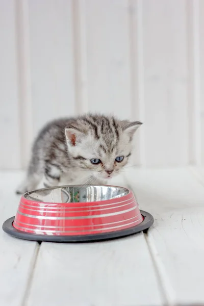 Hermoso gatito gris cerca del cuenco de gato vacío . —  Fotos de Stock