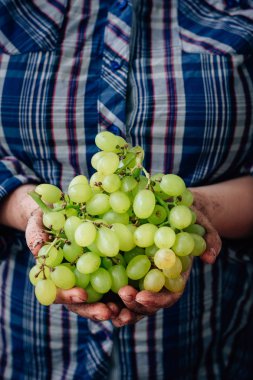 Kalça olgun Yeşil üzüm holding çiftçi eller