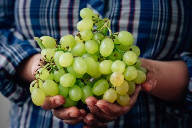 Kalça olgun Yeşil üzüm holding çiftçi eller