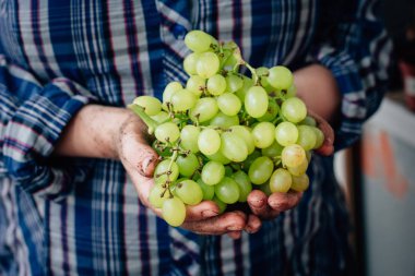 Kalça olgun Yeşil üzüm holding çiftçi eller