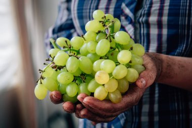Kalça olgun Yeşil üzüm holding çiftçi eller