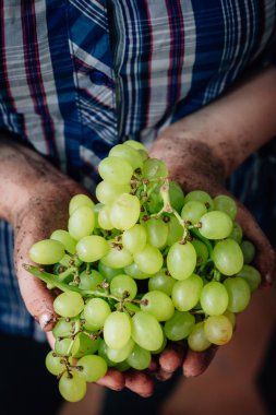 Kalça olgun Yeşil üzüm holding çiftçi eller