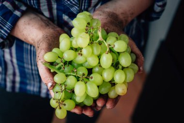Kalça olgun Yeşil üzüm holding çiftçi eller