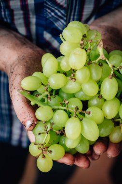 Kalça olgun Yeşil üzüm holding çiftçi eller