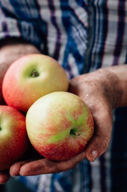 Yeni hasat taze ve olgun elma tutan çiftçiler el.