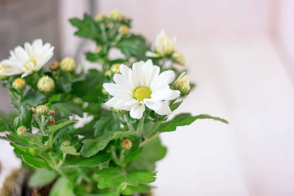 家庭植物としての菊の植物-白い花と美しい花のポット. — ストック写真