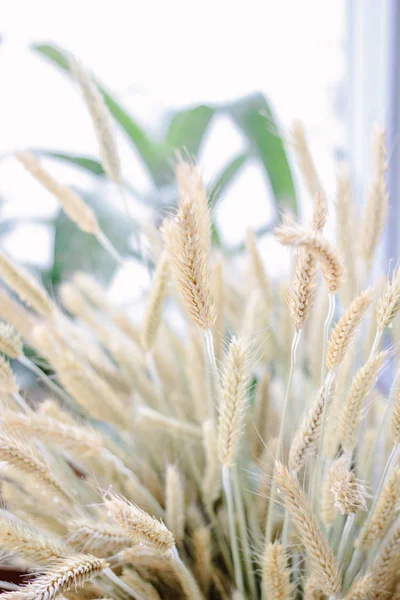 小麦の山 — ストック写真