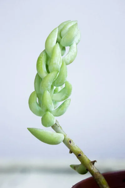 Succulent in flower pot, on grey background — Stok Foto