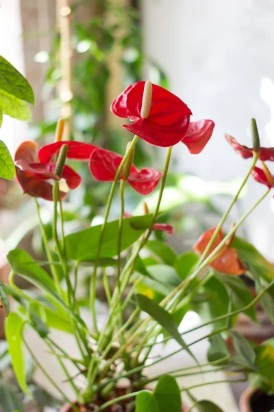 Röd anthurium blommor — Stockfoto