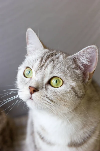 Серый кот. Портрет британской кошки. — стоковое фото