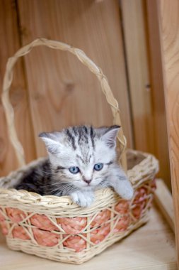 Genç ve güzel kedi sepette oturuyor..