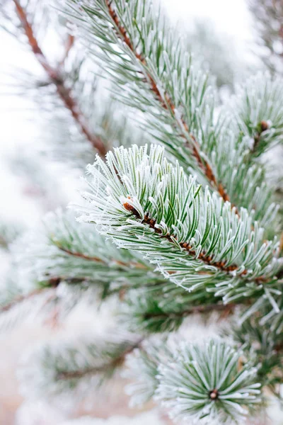 Branch of christmas tree on winter forest, covered by frost. — Stock Photo, Image