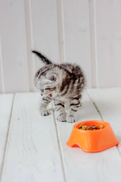 Kleine Jungtiere und orangefarbene Schale mit Kätzchenfutter. — Stockfoto