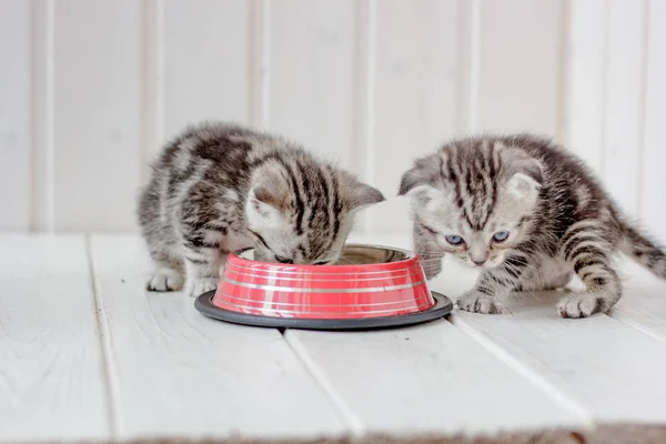 Två små grå kattungar drycker vatten ur skål. — Stockfoto