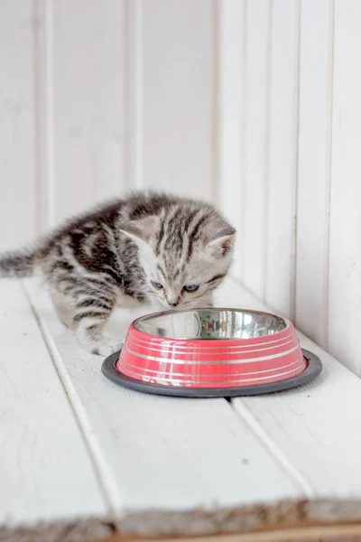 Vacker grå kattunge nära tom cat skålen. — Stockfoto