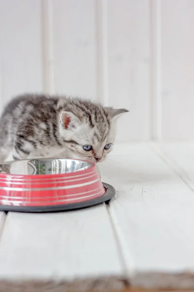 Hermoso gatito gris cerca del cuenco de gato vacío . —  Fotos de Stock