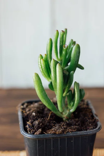 Crassula hobbit planta casera en olla negra — Foto de Stock