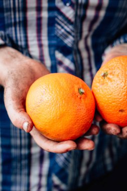 İki olgun turuncu meyveler holding çiftçi eller.