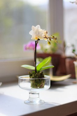 Güzel phalaenopsis çiçek