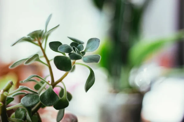 Aichrizon - mooie huisplant in een bloempot. — Stockfoto