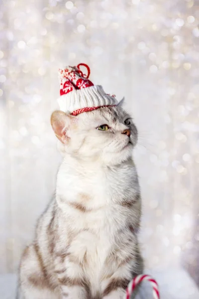 クリスマス猫ともに面白いですサンタ帽子上の頭. — ストック写真