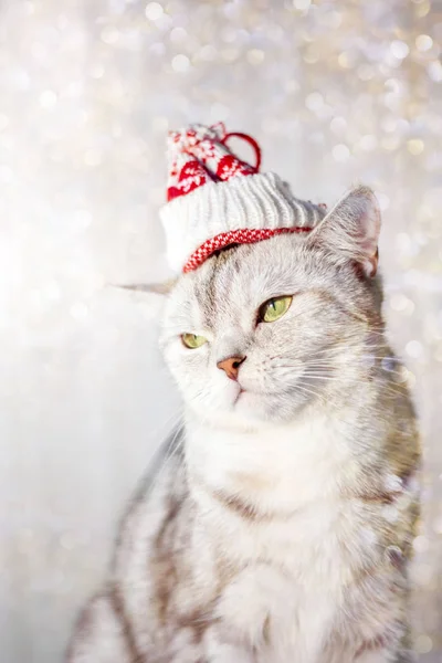 Vánoční kočka s legrační Santa klobouk na hlavě. — Stock fotografie