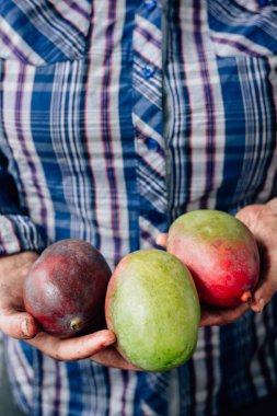 Bir çiftçi olarak taze ve olgun mango eller.