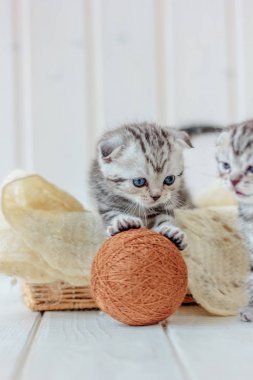 Genç sevimli kedi yavrusu yün yumağıyla oynuyor