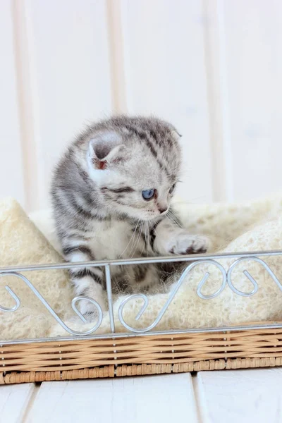 젊은 새끼 고양이의 초상화 — 스톡 사진