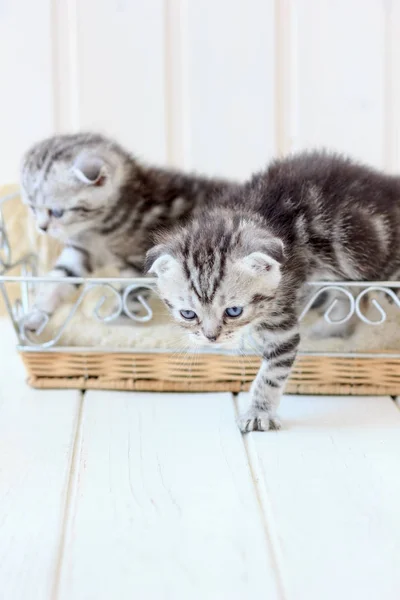 Zwei Katzen in einem Korb — Stockfoto