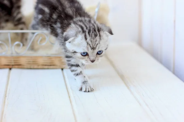 年轻的小猫的肖像 — 图库照片