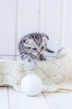 Yavru kedi beyaz yün yumağıyla oynar.