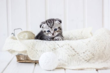 Sepette oturan sevimli kedi yavrusu..