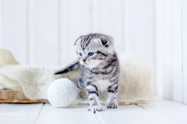 Gatito gris juega —  Fotos de Stock