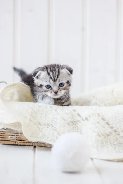 Giovane gattino adorabile seduto in un cesto. — Foto Stock