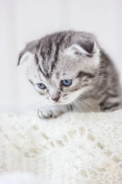Porträt eines jungen Kätzchens — Stockfoto
