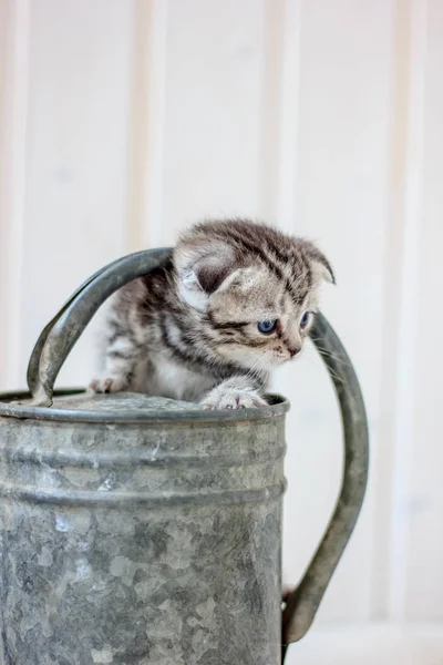 Liten kattunge leker på metall vattning burk. — Stockfoto