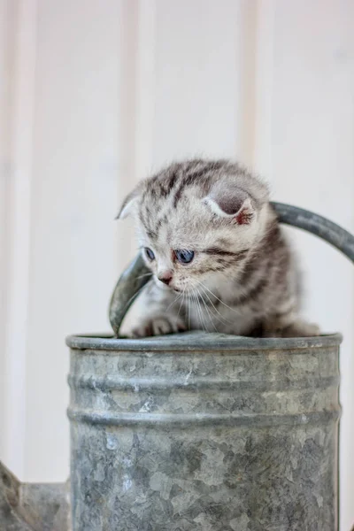 Liten kattunge leker på metall vattning burk. — Stockfoto