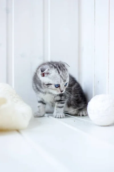 Νέοι γκρι γάτα παίζει με τις μπάλες του νήματος. — Φωτογραφία Αρχείου