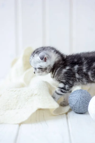 Юный серый кот играет с клубками пряжи. — стоковое фото