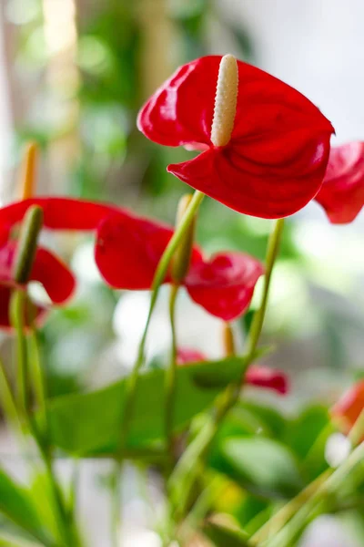 Червоні квіти антуріуму вдома — стокове фото