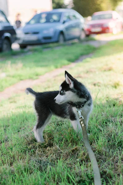 Pequeno filhote de cachorro husky no passeio — Fotografia de Stock